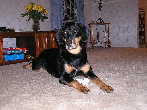 Daisy relaxing on the couch under a patchwork quilt
